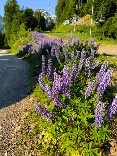 The image depicts a scenic mountain landscape in Estosadok, Russia, characterized by lush greenery and vibrant purple lupine flowers. A dirt path curves through the foreground, bordered by the colorful blooms. In the background, a ski lift ascends a tree-covered slope, with snow-capped mountains visible in the distance under a clear blue sky. A prominent radio tower stands near the summit. The scene suggests a natural, outdoor environment, possibly a hiking trail or a recreational area during the warmer months.