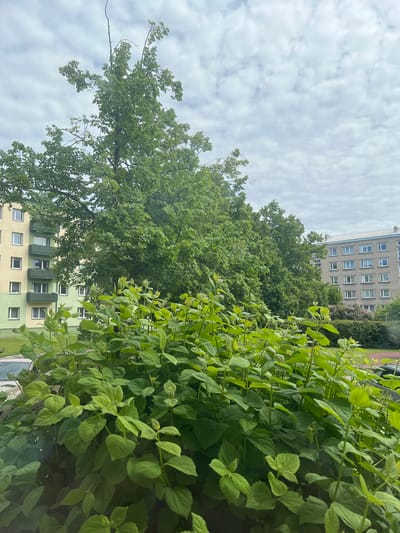 The image shows a view from a window in Ventspils, Latvia, looking out at a residential area. In the foreground, a dense bush of bright green foliage fills the lower half of the frame. Behind the bush, a large deciduous tree with lush green leaves dominates the middle ground, its branches reaching towards the sky. To the left of the tree, a light yellow and green apartment building with multiple floors and balconies is visible. Further to the right, a grey brick apartment building with numerous windows stands. The sky above is overcast with scattered white clouds.