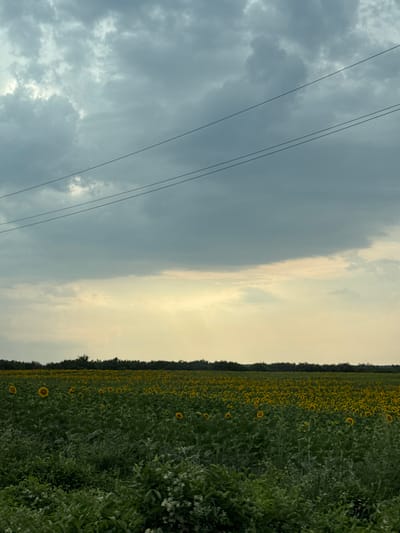 The image depicts a panoramic view of a vast sunflower field under a cloudy sky, located in the vicinity of Staro Selo, Bulgaria. The foreground is dominated by lush green vegetation, including various types of plants and some wildflowers. Beyond this, a dense, sprawling field of sunflowers stretches towards the horizon. The sunflowers, with their characteristic yellow petals, are mostly facing upwards, indicating daytime. A dark line of trees marks the distant edge of the field, separating it from the sky. The sky itself is filled with heavy, grey clouds, with patches of lighter, yellowish light breaking through in the middle distance, suggesting a potential break in the weather or the presence of the sun behind the clouds. Three parallel power lines traverse the upper portion of the image, running horizontally across the frame. No people or animals are visible in the scene. The overall impression is one of a rural, agricultural landscape under a dramatic sky.