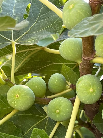A cluster of unripe green figs hangs from a tree, interspersed with large, veined green leaves. The figs are round and dotted with small white speckles. Some of the figs are in sharp focus, while others are slightly blurred. The tree has a brown, textured bark. The background consists of more green leaves and stems, with some areas of dappled sunlight suggesting an outdoor setting. The image was taken in Antalya, Turkey.