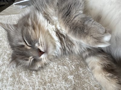 A fluffy gray and white cat is sleeping on a textured cream-colored rug. The cat is lying on its back with its paws tucked in. Its eyes are closed, and its nose is pointed pink. The cat's fur is long and appears soft. The background is blurred, but it seems to be an indoor setting. There is no indication of the city of Tivat, Montenegro in this image.