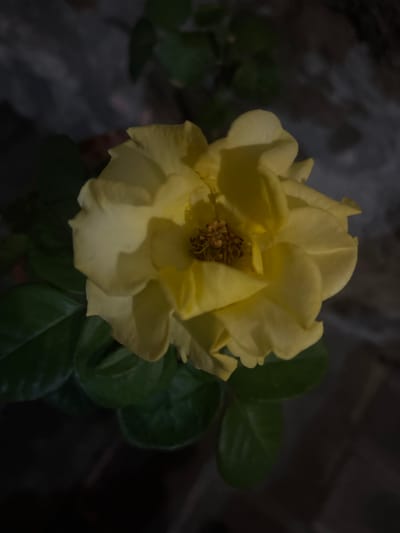 A close-up, dimly lit image shows a yellow rose in full bloom. The petals appear soft and layered, with a darker yellow towards the center where the stamens are visible. The rose is surrounded by dark green leaves. The background is dark and indistinct, but the lighting suggests an indoor setting or a late evening scene. Without additional information or metadata, pinpointing the specific location within Cuernavaca, Mexico, is impossible.