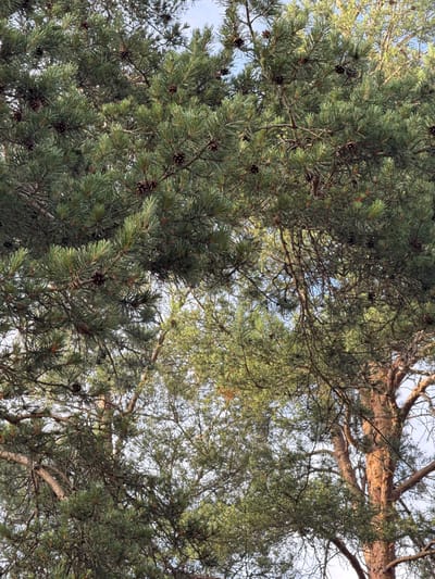 The image is a low-angle, close-up shot looking up into the canopy of pine trees. Numerous pine cones are visible amongst the dense green needles and brown branches. The light filters through the foliage, revealing the blue sky in some gaps. The scene appears to be a natural outdoor environment, likely a forest or park. There are no people or man-made structures directly visible in the frame, though the presence of a pine forest suggests a location on the outskirts of a populated area, potentially within or near the city of Bolshaya Izhora, Russia, known for its coastal pine forests. The image is static and captures a moment in time, with no discernable action.