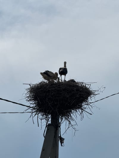 A low-angle, silhouetted shot captures a large, untidy stork's nest constructed of branches atop a concrete utility pole against a pale, overcast sky. Three storks are visible within the nest. One adult stork stands facing right, its back to the viewer, with its head and neck extended upward. To the left, another adult stork faces left, its plumage a mix of white and dark feathers. Partially obscured and nestled amongst the branches are at least two young storks, appearing fluffy and lighter in color. Several electrical wires are strung across the frame, one extending diagonally from the left and another from the right, intersecting near the top of the nest. The scene is set against a neutral, hazy sky, suggesting overcast weather. The composition and subject matter strongly indicate the nest is located in or near the city of Чэрвень, Belarus, a region known for its stork populations.