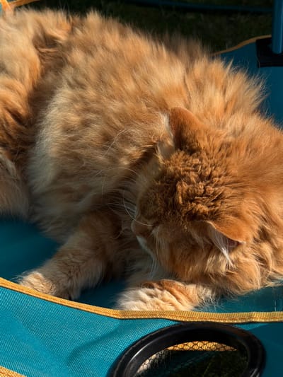 A close-up, high-angle shot shows a ginger cat lying on a teal and orange outdoor chair. The cat is curled up, with its head tucked towards its body. Its fur is long and fluffy, and its eyes are closed. The cat appears to be sleeping. The chair is in a grassy outdoor area, with sunlight casting shadows on the ground. The image is sharp and well-lit, with a shallow depth of field that blurs the background. The cat's fur is the primary focus of the image, and its texture is captured in detail. The colors are vibrant, with the orange of the cat's fur contrasting with the teal of the chair. The image conveys a sense of peace and tranquility.