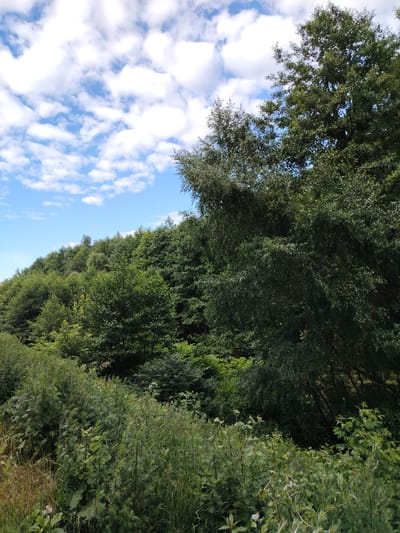 The image shows a dense, verdant forest extending up a gentle incline under a partly cloudy sky. The foreground is dominated by tall, lush green grasses and foliage, with some dried stalks mixed in. Beyond this, the trees form a thick, unbroken canopy, appearing healthy and full. The sky is a vibrant blue with scattered white, cumulus clouds. The overall impression is one of a natural, undeveloped landscape. This scene is consistent with the natural areas found within or bordering the city of Balashikha, Russia, known for its extensive forested regions and proximity to natural parks and reserves. There are no people or man-made structures visible in this particular image.