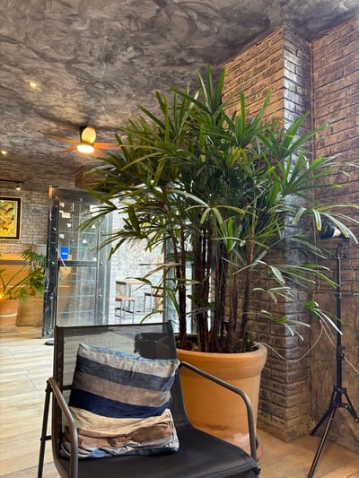The image, taken in San Andrés Cholula, Mexico, presents an interior scene characterized by a blend of natural elements and industrial-chic design. The perspective looks slightly upwards into a room furnished with a large plant and seating.
A prominent feature is a tall, vibrant green palm-like plant with slender stems and long, delicate leaves, occupying a large, light brown or terracotta-colored pot. This plant is positioned to the right of the frame, reaching towards a dark, textured ceiling or upper wall section constructed from brick-like material.
To the left, a rough, mottled grey wall with swirling plaster patterns contrasts with the brickwork. A distinctive wall-mounted light fixture, shaped like a flower with two glowing bulbs, casts a warm light on this wall. Other smaller, recessed lights are also visible further down. Overhead, a black track light with a spotlight is mounted.
To the right, a black metal-framed chair with a mesh seat and back holds a striped cushion. The cushion features broad diagonal stripes in shades of blue, grey, brown, and beige.
In the background, a large window or glass door with dark frames reveals another area beyond, possibly an outdoor space or an adjacent room, where some blurry details of other plants and structures can be discerned. A "VISA" logo sticker is clearly visible on the glass. Below the window, another section of brick wall is present, and a framed picture, depicting some form of artwork, is partially visible at the bottom left. The floor appears to be covered with light-colored, rectangular tiles. The scene conveys a calm and stylish atmosphere, likely a cafe or a modern communal space, illuminated by both natural light from the window and artificial lighting. There are no people visible in the image.