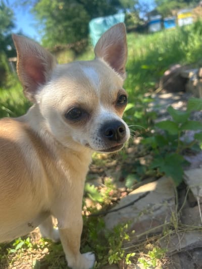 A light brown chihuahua dog with white markings on its head is pictured outdoors, possibly in a garden or yard, in Kostadinkino, Bulgaria. The dog is positioned in the foreground, looking to its right. Its ears are large and erect, and its eyes are dark and alert. The background is blurred, but hints of greenery, trees, and structures resembling beehives can be seen. The ground is covered in grass and what appears to be stones or rocks. The lighting suggests it is daytime, with sunlight casting shadows.