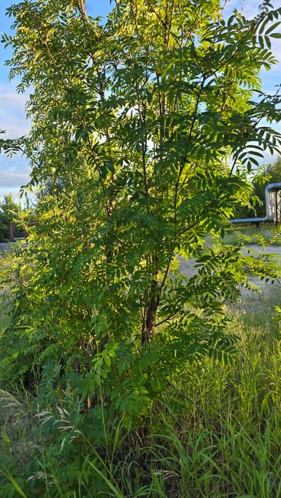 A medium shot captures a leafy green tree with slender, dark brown branches reaching upwards. The tree is situated in a sunlit grassy area, with tall green blades of grass and some dried stalks in the foreground. In the background, a dirt road is visible, bordered by more grass and trees. To the right of the tree, a large industrial pipe with a metallic sheen runs horizontally across the frame. The sky above is a clear blue with a few wispy white clouds. The overall scene depicts a natural setting with some industrial elements, likely on the outskirts of the city of Verkhnekazymsky, Russia.