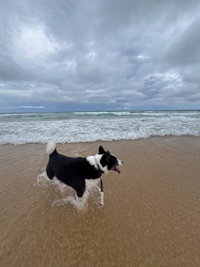 A black and white dog with its tongue out is running through shallow water on a beach. The dog is facing to the right. In the background, there are waves crashing on the shore under a cloudy sky. The location is Karon Beach, Phuket, Thailand.
