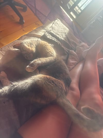 A tortoiseshell cat is resting on a person's legs, which are covered by white socks. The cat's head is resting on its paws and its eyes are slightly open. The scene appears to be indoors, with sunlight streaming in from a window. The flooring is wood, suggesting a residential setting. The overall atmosphere is peaceful and relaxed. This image is not located in the city of Pernik, Bulgaria, as there are no elements within the image that indicate this specific geographical location.