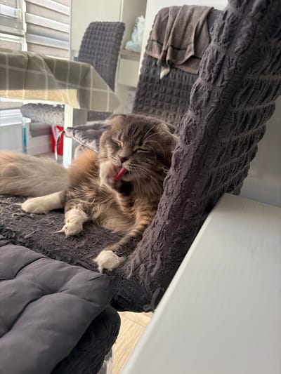 A fluffy gray and brown cat is grooming its paw on a textured gray chair. The cat has its eyes closed and its pink tongue is visible. The chair is covered in a textured fabric and is situated in what appears to be a home environment. In the background, there are glimpses of other chairs, a table with a checkered cloth, and blinds on a window. The lighting suggests it is daytime.