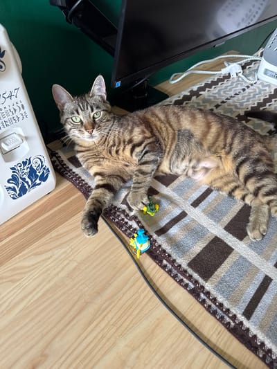 A tabby cat is lying on its back on a rug, its paws extended. The cat has green eyes and is looking up at the camera. It is playing with two small toys, a yellow frog and a blue bird, which are placed on the rug near its paws. The rug is a geometric pattern of brown, gray, and blue squares. To the left of the rug, a portion of a black computer monitor is visible, resting on a dark green surface. Below the cat and to the right, a wooden floor is visible. In the foreground, a white object with blue decorative patterns and some visible text is present. The text appears to be a series of numbers and symbols, possibly indicating settings or a model number. A white power cord with a European plug is also visible, connected to an object partially obscured by the rug. The lighting suggests it is daytime, likely indoors.