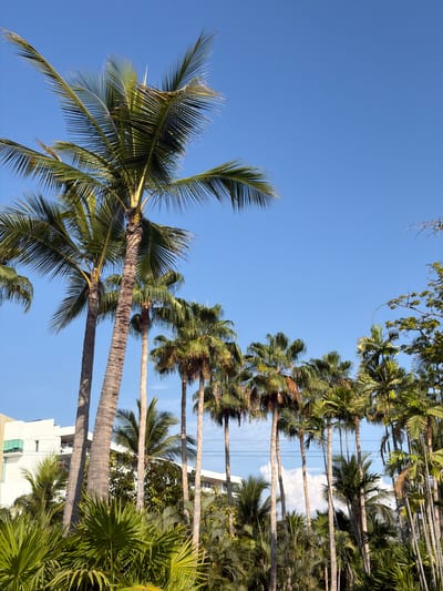 The image shows a view looking up at palm trees against a bright blue sky. The location is likely Las Jarretaderas, Mexico. The palm trees are tall and slender, with green fronds that spread out in a fan-like shape. The trunks of the palm trees are rough and textured. In the background, there is a building with white walls and green windows. The environment is sunny and tropical.