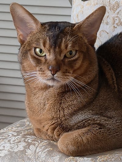 A close-up shot shows a brown Abyssinian cat sitting on an ornate chair. The cat faces the camera with its green eyes. The chair has a patterned fabric of grey, white and gold. The background consists of vertical blinds. The cat has long, white whiskers. The location is Kolosisty, Russia.