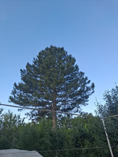 A full-frame, eye-level, outdoor, vertical shot shows a large pine tree dominating the center of the frame against a clear, light blue sky. The tree has a full canopy of dark green needles and a thick, brown trunk. Beneath the pine tree, a dense hedge of green bushes and trees forms a lower layer of vegetation. Two thin, horizontal metal bars are visible in the foreground, stretching across the frame. One bar is positioned just above the hedge, and the other is lower down, close to the bottom of the image. The overall scene suggests a garden or park area in Yeghegnadzor, Armenia.