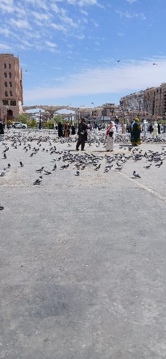 The image displays a vast outdoor plaza situated in Medina, Saudi Arabia, specifically identifiable as the area surrounding Al-Masjid an-Nabawi due to the distinctive retractable shade umbrellas visible in the mid-background. The ground is a light grey concrete or paved surface, appearing worn and dusty. The sky is bright blue with scattered white cumulus clouds, and several birds are seen in flight. Hundreds of grey pigeons are densely distributed across the midground and foreground of the plaza, most standing or foraging on the ground.

In the midground, several individuals are present among the pigeons. One person, dressed in a dark brown thobe, stands with their back partially to the viewer, facing towards the right side of the frame. Adjacent to them, another individual wears a white garment with red accents, including a head covering, and carries a small white bag, facing left. Further to the right, a third person is visible wearing a green garment. Numerous other people in various attire are scattered throughout the background of the plaza.

Architectural elements include a multi-story building with a light brown facade on the far left, and a series of other urban buildings forming the horizon line in the background. The prominent, large, light-colored retractable shade umbrellas extend over sections of the plaza in the mid-background. The scene is illuminated by bright daylight, casting visible shadows.