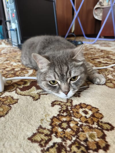 A grey tabby cat with yellow eyes lies on a patterned rug next to a white cable and a computer tower and monitor. The cat is facing forward with its head resting on the rug. The background includes a brown wooden cabinet and a purple wire rack. The scene appears to be indoors, likely in a residential setting. The exact location within Kemerovo, Russia, cannot be determined from the image alone.