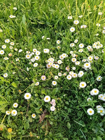The image shows a close-up view of a field of daisies in Красный Маяк, Russia. The daisies are scattered throughout a patch of green grass. The flowers have white petals and yellow centers. The grass is thick and green, with some blades taller than others. There are also some brown, dried leaves and stems visible in the ground cover. The lighting suggests a natural, outdoor setting, possibly during daylight hours. There is no indication of people or specific actions within the frame. The scene is a natural landscape with wildflowers growing in a field.