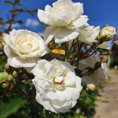 In Navoloki, Russia, a close-up shot focuses on a cluster of white roses in full bloom, interspersed with a few developing buds. The petals of the roses are delicate and layered, with a subtle creamy yellow hue in their centers. They are set against a vibrant blue sky with a few wispy clouds. The background shows blurred green foliage, reddish stems, and a hint of a garden path. The scene is illuminated by bright sunlight, creating soft shadows on the petals.