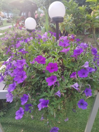 This is a medium shot, eye-level, close-up photograph of a hanging basket overflowing with vibrant purple petunias. The flowers are the main subject, filling the majority of the frame. They vary in shade from a deep violet to a lighter lavender, with some buds still closed. The greenery of the plant is dense and lush, providing a backdrop for the blossoms.
In the background, out of focus, are elements of an outdoor setting. To the left, a glimpse of a white railing or planter box is visible. Further back, a dark wooden structure, possibly a gazebo or pergola, can be discerned through a hazy, sunlit atmosphere. Two white globe-shaped garden lights stand tall amidst the foliage, one closer and sharper than the other which is more diffused by the sunlight. The overall impression is of a peaceful garden, likely on a sunny day, given the bright illumination and lens flare visible in the upper left corner. The scene evokes a sense of domestic tranquility and the beauty of nature. The location context suggests this is likely a residential garden in Bucharest, Romania. No text is visible in the image.