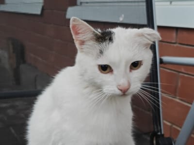 A close-up, medium shot captures a white cat with a black splotch on its head. The cat has yellow eyes, a pink nose, and prominent white whiskers. One ear is slightly damaged, with a notch. The cat is looking slightly to the right of the camera. The background consists of a brick wall, and some grey siding above it. The lighting suggests it may be daytime, though the weather is unclear. The scene appears to be outdoors, possibly a backyard or patio, with a metal chair visible on the right side of the frame. There is no visible text in the image.