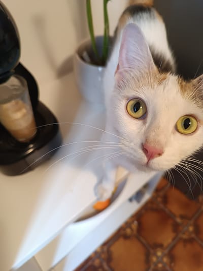 A close-up, high-angle shot shows a calico cat looking directly at the camera. The cat has white fur with patches of orange and black on its head and back. Its large, green eyes are wide open, and its pink nose is prominent. Long white whiskers fan out from its face. In the background, to the left, is a black coffee machine with a clear capsule holder containing coffee grounds. Behind the cat, a small green plant in a white pot is visible. The surface the cat is on is white and smooth, with a textured brown floor visible in the lower right corner. The scene appears to be indoors, likely in a home kitchen or on a countertop. No specific location in Viadana, Italy is discernible from the image.