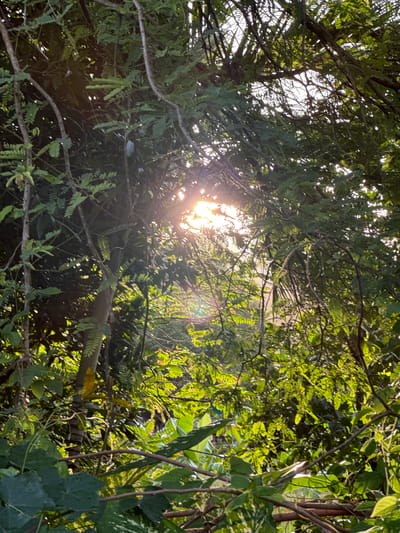 The image captures a sun-dappled view through dense green foliage, characteristic of the lush vegetation found in Kathu, Thailand. Sunlight filters through the leaves and branches, creating a bright, diffused glow in the center of the frame. The branches and leaves appear to be from a variety of trees and plants, with some thicker branches in the foreground and smaller, feathery leaves forming a canopy. The overall impression is one of a natural, overgrown environment, possibly a garden or a patch of forest within Kathu. There are no people or discernible objects in the image, focusing solely on the interplay of light and nature.