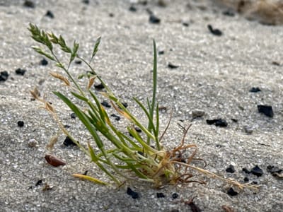 A close-up, eye-level shot focuses on a clump of green grass growing in sandy soil. The grass is a mix of vibrant green shoots and some dried, brown stalks, indicating it might be a transition period for the plant or perhaps subject to dry conditions. The base of the grass is densely rooted in the sand, which appears to be a light gray color and composed of small, granular particles. Scattered amongst the sand are dark, irregularly shaped flecks, possibly small stones or debris.
The lighting suggests it is daytime, with a soft, even illumination that casts no strong shadows. The focus is sharpest on the grass and the immediate surrounding sand, with the background becoming progressively blurred, creating a shallow depth of field. This technique emphasizes the small details of the grass and its immediate environment. There is no indication of human presence or activity, nor any visible text within the frame. The scene depicts a natural, isolated element of a landscape, possibly a coastal area or a sandy patch in a park or field. The overall mood is one of quiet observation of a simple, organic subject.