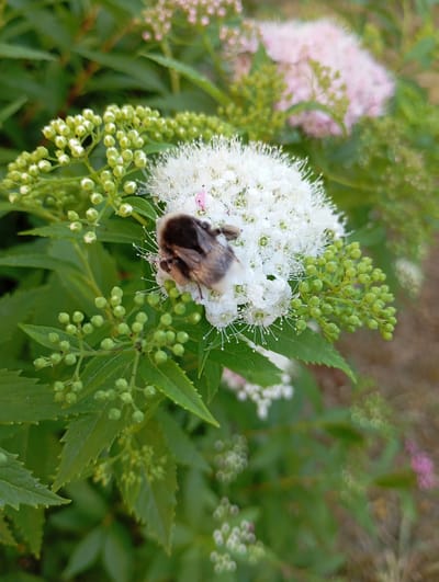 In Vitsebsk, Belarus, a bumblebee is captured in close-up as it rests on a cluster of delicate white flowers. The bee, with its fuzzy brown and black body, is positioned on the central flower of the cluster. Surrounding the blooming flowers are numerous small, green buds and the serrated green leaves of the plant. In the background, out of focus, are more clusters of flowers, some appearing pink and others white, along with more foliage and a blurred brown ground surface. The lighting suggests it is daytime, with the sun illuminating the scene.