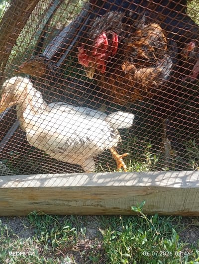 A close-up, eye-level shot shows two chickens inside a wire enclosure. A lighter-colored chicken is in the foreground, facing left with its body angled towards the viewer. Its plumage is predominantly white with some darker speckles on its wings and back. Its legs are orange. Behind this chicken, and slightly to the right, is a darker chicken. Only its head and neck are clearly visible, with dark brown and black feathers. The background is a blur of green vegetation, indicating an outdoor setting. The enclosure is constructed with a wire mesh, and a wooden plank runs horizontally across the bottom of the frame, partially obscuring the ground and vegetation below. The lighting suggests it is daytime, with shadows cast by the wire mesh onto the wooden plank. The timestamp in the lower right corner reads "06.07.2026 09:46".