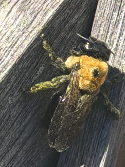 The image shows a close-up, high-angle view of a carpenter bee resting on a weathered wooden surface. The bee, a substantial insect with a furry, segmented body, has a dark, almost black head and thorax, transitioning to a golden-brown, fuzzy abdomen. Its wings are dark and somewhat transparent, appearing slightly iridescent. The bee's legs are visible and are covered in a yellow, pollen-like substance. The wooden surface is composed of rough, parallel planks with visible grain and some evidence of weathering, suggesting an outdoor setting. The lighting indicates it is daytime, with a bright light source casting some shadows. The focus is sharp on the bee, with the background slightly blurred. There is no visible text. The scene appears to be a still moment, possibly capturing the bee at rest or preparing to move. The environment suggests a natural or semi-natural setting, like a wooden fence, deck, or structure, in Riverhead, USA.