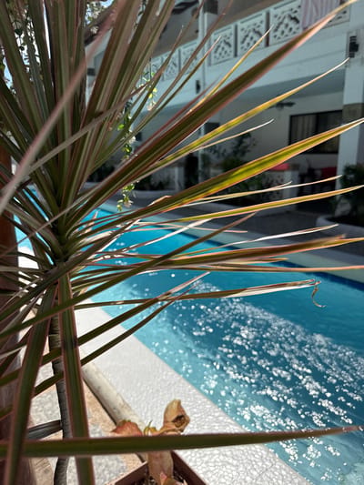 The image displays a sunlit poolside scene in Panglao, Philippines. In the immediate foreground, a potted plant with long, pointed, variegated leaves, striped in shades of green, red, and yellow, occupies the left and lower portions of the frame. Small white flowers hang from an unseen structure above this plant. Below the main plant, a smaller, reddish-brown plant is visible in a pot. The midground features a bright blue swimming pool, its surface rippling and sparkling with numerous circular sun glare reflections. A white tiled border separates the pool from the foreground. In the background, a light-colored building, consistent with a hotel or resort, is visible across the pool. This building features dark windows and decorative white panels with geometric cutouts positioned above a lower level. No individuals or specific actions are discernible within the frame. The environment is illuminated by strong natural sunlight.
