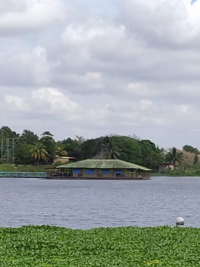 A vertical view showcases a stilted structure with a green roof and blue windows, surrounded by dense vegetation. The building is positioned along a body of water, where floating plants grow along the edge. Overcast skies fill the upper portion of the frame. A pier extends from the building toward the water.