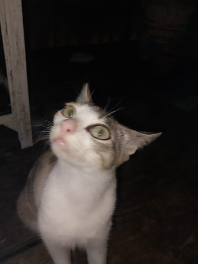 A blurry, low-light close-up photograph captures a cat looking upwards, its face slightly distorted by the camera's proximity and the darkness. The cat has white fur on its chest and face, with grey tabby markings on its ears and around its eyes. Its eyes are large and green, with visible pupils reflecting light. The cat's pink nose is prominent. In the background, a dark, indistinct environment suggests an indoor or sheltered outdoor space, possibly a porch or patio, with wooden flooring visible at the bottom. A white vertical object, likely a wooden post or railing, is partially visible on the left side of the frame. The overall impression is of an informal, candid moment captured in a dimly lit setting, without any indication of a specific location within Labissa, Indonesia.