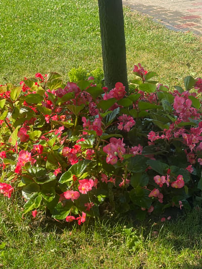 The image depicts a patch of vibrant pink begonias with lush green leaves, likely taken in the city of Iași, Romania, given the context. The flowers are clustered around the base of a tree trunk, which is visible on the left side of the frame. The ground surrounding the flower bed is covered in well-maintained green grass, with some patches of soil visible amongst the plants. In the background, a brick-paved pathway can be seen, suggesting an urban or park-like setting. The lighting suggests it is daytime, with sunlight casting shadows and highlighting the dewdrops on the leaves and petals. There are no people or animals visible in the image.