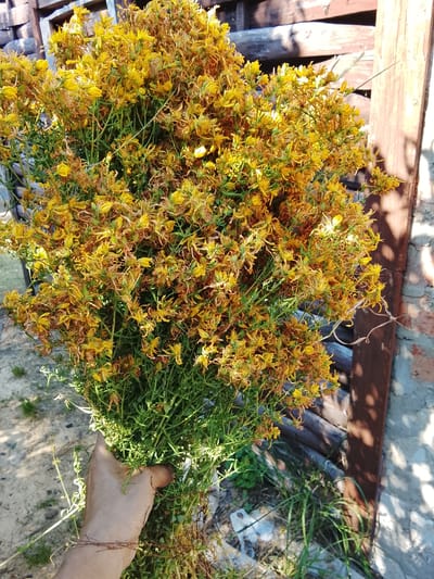 A person is holding a large bouquet of dried St. John's Wort flowers in their hand. The flowers are a vibrant yellow with some dried brown parts. The stems and leaves are green and abundant. The bouquet is held in front of a rustic wooden fence and a brick wall. The scene is outdoors, and the lighting suggests it is daytime, possibly late afternoon or early morning given the shadows. The ground is covered with dry grass and some green vegetation. There is no visible text in the image. The overall impression is one of harvest and natural beauty. The setting appears to be rural, consistent with the location context of Патоцкі сельскі Савет, Belarus.