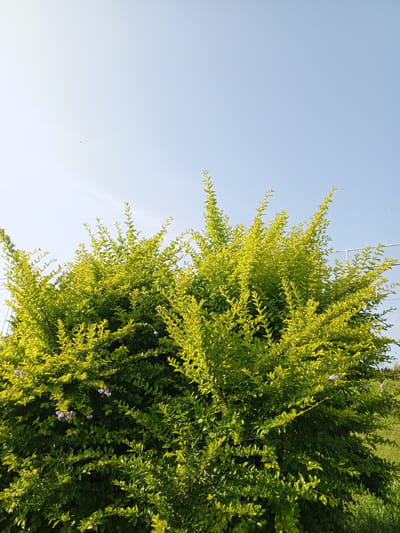 The image shows a large, bushy shrub in Ciherang, Indonesia, under a clear, light blue sky. The shrub is predominantly green, with some branches exhibiting a yellowish-green hue, particularly towards the top. A few small purple flowers are sparsely scattered within the bush. To the right, patches of green grass are visible, indicating a grassy area. A glimpse of a white fence can be seen behind the shrub. The overall impression is of a sunny outdoor scene with lush vegetation.