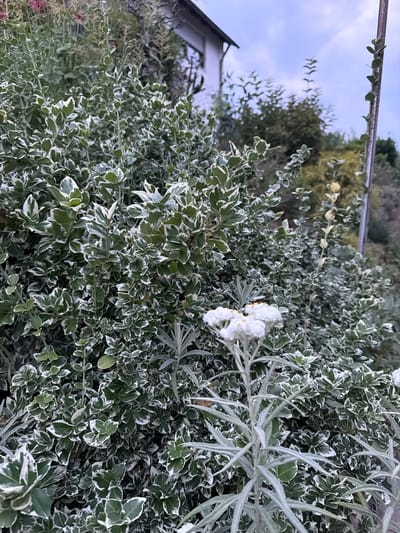 The image depicts a close-up view of lush green foliage with white variegated edges, likely a shrub, filling the majority of the frame. In the lower right quadrant, a small cluster of delicate white flowers with yellow centers emerges from a stem covered in silvery, fine hairs. Behind the dense greenery, a portion of a white building with a dark roof is visible in the upper right corner. The sky above is overcast with soft, diffused light. The scene appears to be an outdoor garden or residential area. The location is identified as Creußen, Germany, suggesting a temperate climate.