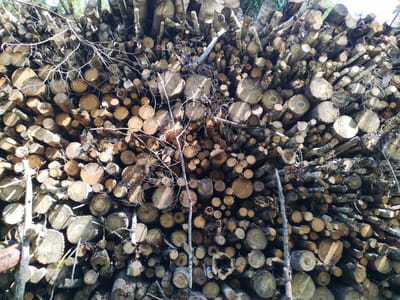 A dense, haphazard pile of cut logs and branches fills the frame, stacked vertically and at various angles. The wood appears to be of different types and sizes, ranging from thin branches to thicker tree trunks, all cut into manageable lengths. Some logs show rough bark, while others have smooth, cut surfaces revealing the wood grain. Dead, bare branches are interwoven throughout the pile, creating a tangled, natural texture. Sunlight filters through the wood, casting shadows and highlighting the textures. The background is a blur of green foliage and a hint of blue sky, suggesting an outdoor, possibly forested or rural setting within the Парэцкі сельскі Савет, Belarus. There are no people or animals visible in the image. The scene depicts a large accumulation of harvested wood, likely for fuel or construction.