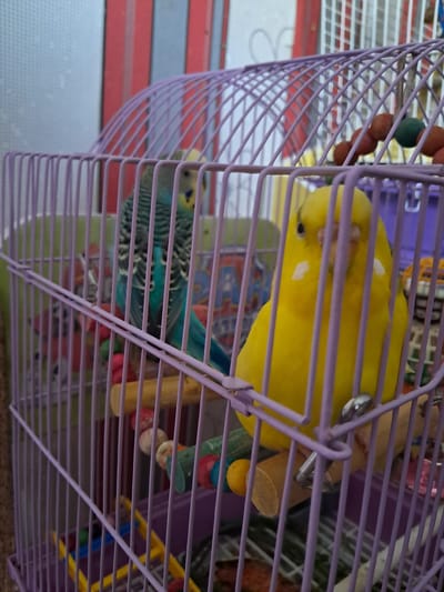 The image shows two budgerigars inside a purple birdcage. One budgie is bright yellow and is perched on a wooden dowel. It is facing left and its head is slightly lowered. The other budgie is green and blue with black stripes on its back and wings, and it is facing right and appears to be looking down. The cage is made of thin purple bars and contains several colorful toys, including wooden beads and what appears to be a small yellow bell. The background of the image is blurred, but shows hints of red and white striped patterns, possibly from another cage or structure. The lighting suggests it is daytime. The location is Kremenchuk, Ukraine.