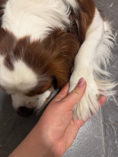 A human hand is gently holding the white and brown furred paw of a dog. The dog appears to be sleeping or resting, with its head tucked into its body. The hand has well-maintained fingernails with a pale pink polish and a thin red and silver stripe design on one nail. The dog's fur is soft and fluffy, with distinct patches of white and reddish-brown. The background is a textured grey surface, possibly a tiled floor, which suggests an indoor setting. The image is tightly cropped, focusing on the interaction between the hand and the paw, and the textures of the fur and skin. There is no information within the image that allows for determining the location in Dobrich, Bulgaria.