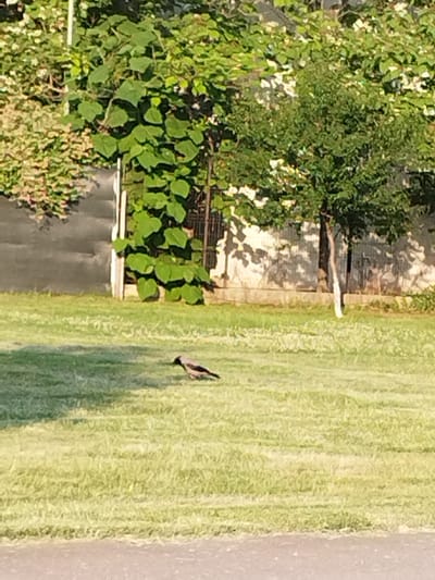 The image captures a serene outdoor scene on a sunny day in Bucharest, Romania. The foreground is dominated by a neatly manicured lawn, with a pathway or road visible at the very bottom edge of the frame. A single bird, a crow with grey and black plumage, is actively foraging on the grass, its body angled towards the right.
In the background, lush green foliage forms a dense backdrop. To the left, a climbing plant with large, heart-shaped leaves cascades downwards, interspersed with smaller, lighter green leaves. A dark, chain-link fence or gate is partially visible behind this vegetation. To the right, a small tree with dense, green foliage stands tall, its trunk a pale, weathered white. Behind the trees and vegetation, a textured wall, possibly made of stone or concrete, runs horizontally across the image, casting dappled shadows from the sunlight filtering through the leaves.
The time of day appears to be late afternoon or early evening, suggested by the warm, golden light that casts long shadows across the lawn. The weather seems pleasant and fair, conducive to outdoor activities. The overall mood is peaceful and tranquil, a snapshot of a quiet moment in a residential or park-like setting. There is no visible text in the image.