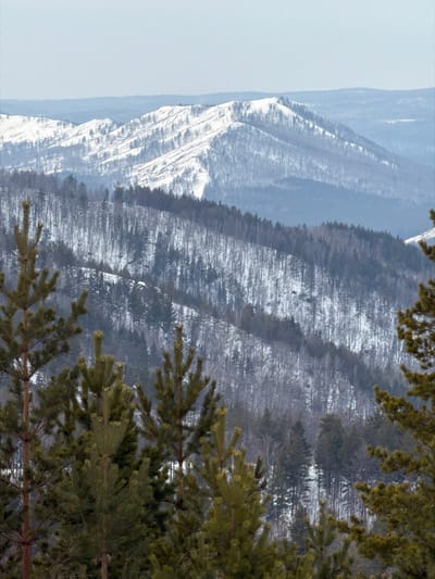 The image displays a winter mountainous landscape located in Novoabzakovo, Russia. In the foreground, the tops of several coniferous trees, primarily pines, exhibit green and muted yellowish-green needles with visible brown trunks. These trees are sharply in focus. The midground features multiple undulating mountain ridges rising behind the foreground trees, densely covered with a mixed forest of coniferous and bare deciduous trees. Significant patches of white snow are present on the ground and branches throughout these slopes, creating a variegated texture. In the background, a series of more distant, larger mountain ranges are visible, with their peaks and upper slopes heavily covered in white snow, contrasting with darker forested areas lower down. The furthest mountains appear hazy due to atmospheric perspective. The sky above is a pale, uniform grey-blue, indicative of an overcast condition. No human subjects, artificial structures, or objects are discernible in the frame.