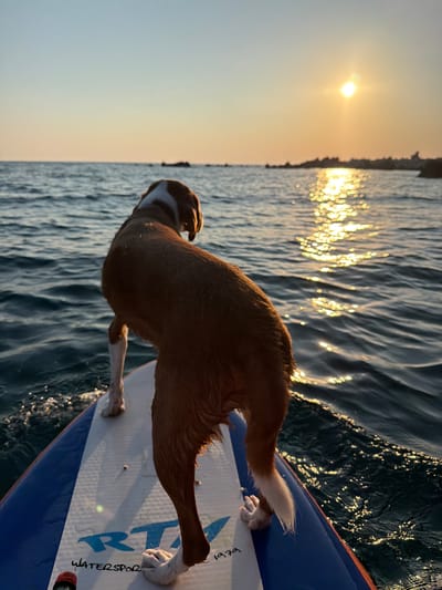 A brown and white dog stands on a paddleboard in the Adriatic Sea at sunset. The dog is facing away from the camera, looking towards the setting sun which is casting a golden reflection on the water. The paddleboard is blue and white with some text that is partially visible. The water is choppy, and the sky is a clear gradient of pale yellow to blue. In the distance, a rocky shoreline is visible. The scene appears to be in Perazića Do, Montenegro, a coastal village known for its natural beauty and clear waters.