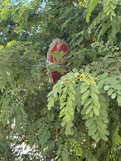 A partially obscured red and white octagonal sign, possibly a stop sign, is visible amidst dense green foliage of a tree. The sign is positioned vertically and its reflection can be seen in a blurry background. The setting appears to be outdoors, with sunlight filtering through the leaves, suggesting a daytime scene. The location is identified as Rafailovići, Montenegro.