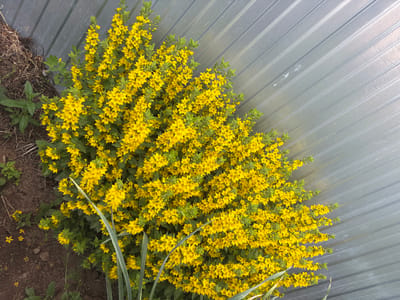 A dense cluster of bright yellow flowers with green foliage spills out from the left side of the frame. The flowers are small and star-shaped, growing in clusters along tall stems. The plant is situated next to a corrugated metal wall, which is a pale gray color and reflects light. The ground beneath the plant is dark soil with some dry leaves and grass. The scene is outdoors, and the lighting suggests it is daytime.