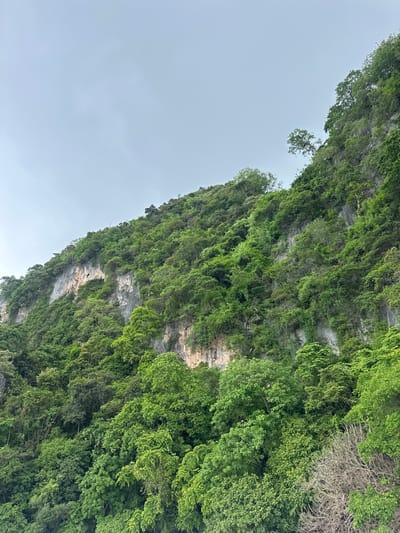 The image depicts a lush, green cliff face densely covered in tropical vegetation. The cliff is steep and rugged, with exposed rock faces interspersed with a thick canopy of trees and foliage. The sky above is overcast and a muted gray. The scene suggests a natural, untamed environment, likely a coastal area given the common geological formations in Ao Nang, Thailand. There are no visible people or man-made objects in the frame, focusing solely on the natural landscape. The overall impression is one of vibrant greenery against a rocky backdrop, typical of the karst topography found in the region.