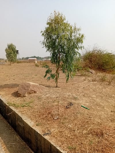The scene depicts an open, dry, undeveloped plot of land, consistent with an arid or semi-arid environment, located in Minna, Nigeria. In the immediate foreground, a concrete drainage channel with a rectangular cross-section extends from the lower left towards the center. To the right of the channel, the ground is covered in dry, light-brown soil with sparse, withered vegetation. A large, irregularly shaped reddish-brown rock is positioned approximately mid-distance from the channel.

A prominent, medium-sized tree with slender, light-green foliage stands centrally in the midground. Adjacent to its base, a small, slender sapling is visible, along with several small, dark piles of organic matter and a short, green pipe section resting on the ground. To the right of the main tree, a cluster of dry, thorny bushes forms a dense mass.

The background consists of more barren, dry earth. A smaller tree, similar in appearance to the central one, is located in the left background. Further beyond, a tall metallic water tank supported by a stand is visible. Several indistinct, single-story buildings or structures with light-colored walls and darker roofs are scattered across the distant horizon. A faint, slender vertical structure, possibly an antenna or tower, is barely discernible in the far distance. The sky is a uniform, pale hue, suggesting either an overcast condition or atmospheric haze. No individuals, animals, or active human interactions are present within the frame.