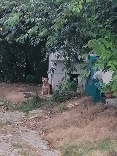 A light-brown dog with erect ears and a darker muzzle sits on the ground next to a white, rectangular structure. The structure appears to be a doghouse or a small shed, with an opening in the front. The dog is looking slightly to its left, with its mouth open. The ground is covered in dirt and dry grass. In the background, there are trees and bushes with lush green foliage. To the right of the doghouse, a teal-colored object, possibly a tarp or a container, is visible. The overall scene suggests an outdoor, possibly rural or semi-rural, setting. This appears to be an outdoor scene in the Lâm Viên - Đà Lạt region of Vietnam.